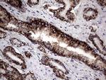 PDE1A Antibody in Immunohistochemistry (Paraffin) (IHC (P))