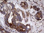 PDE1A Antibody in Immunohistochemistry (Paraffin) (IHC (P))