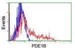 PDE1B Antibody in Flow Cytometry (Flow)