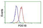 PDE1B Antibody in Flow Cytometry (Flow)