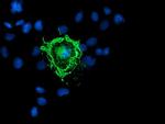 PDE1B Antibody in Immunocytochemistry (ICC/IF)