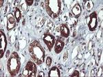 PDE1B Antibody in Immunohistochemistry (Paraffin) (IHC (P))