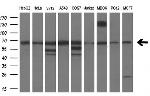 PDE1B Antibody in Western Blot (WB)