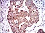 PDE1B Antibody in Immunohistochemistry (Paraffin) (IHC (P))