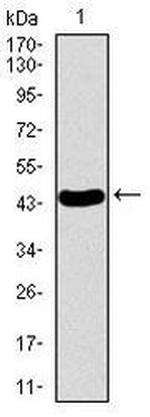 PDE1B Antibody in Western Blot (WB)