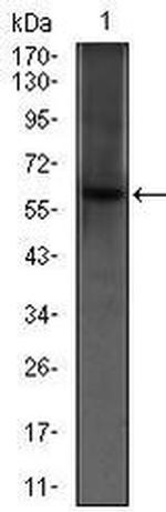 PDE1B Antibody in Western Blot (WB)