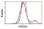 PDE2A Antibody in Flow Cytometry (Flow)