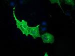 PDE2A Antibody in Immunocytochemistry (ICC/IF)