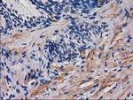 PDE2A Antibody in Immunohistochemistry (Paraffin) (IHC (P))