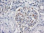 PDE2A Antibody in Immunohistochemistry (Paraffin) (IHC (P))