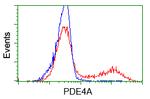 PDE4A Antibody in Flow Cytometry (Flow)