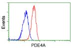 PDE4A Antibody in Flow Cytometry (Flow)