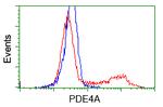 PDE4A Antibody in Flow Cytometry (Flow)