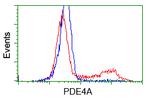 PDE4A Antibody in Flow Cytometry (Flow)