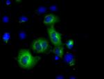 PDE4A Antibody in Immunocytochemistry (ICC/IF)