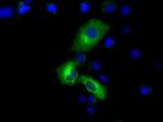 PDE4A Antibody in Immunocytochemistry (ICC/IF)