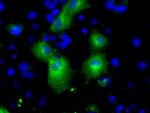 PDE4A Antibody in Immunocytochemistry (ICC/IF)