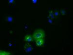 PDE4A Antibody in Immunocytochemistry (ICC/IF)