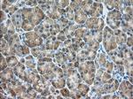 PDE4A Antibody in Immunohistochemistry (Paraffin) (IHC (P))