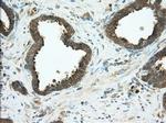 PDE4A Antibody in Immunohistochemistry (Paraffin) (IHC (P))