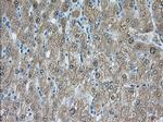 PDE4A Antibody in Immunohistochemistry (Paraffin) (IHC (P))