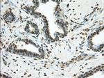 PDE4A Antibody in Immunohistochemistry (Paraffin) (IHC (P))