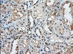 PDE4A Antibody in Immunohistochemistry (Paraffin) (IHC (P))