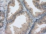 PDE4A Antibody in Immunohistochemistry (Paraffin) (IHC (P))