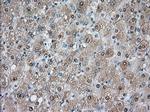 PDE4A Antibody in Immunohistochemistry (Paraffin) (IHC (P))