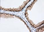 PDE4A Antibody in Immunohistochemistry (Paraffin) (IHC (P))