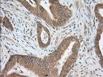 PDE4A Antibody in Immunohistochemistry (Paraffin) (IHC (P))