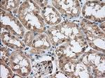 PDE4A Antibody in Immunohistochemistry (Paraffin) (IHC (P))