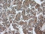 PDE4A Antibody in Immunohistochemistry (Paraffin) (IHC (P))