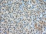 PDE4A Antibody in Immunohistochemistry (Paraffin) (IHC (P))