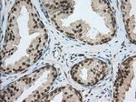 PDE4A Antibody in Immunohistochemistry (Paraffin) (IHC (P))