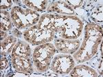 PDE4A Antibody in Immunohistochemistry (Paraffin) (IHC (P))