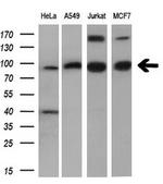 PDE4A Antibody in Western Blot (WB)