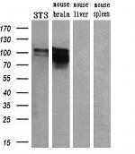 PDE4A Antibody in Western Blot (WB)