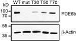 PDE6B Antibody in Western Blot (WB)