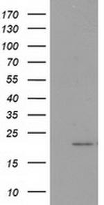 PDF Antibody in Western Blot (WB)