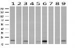 PDF Antibody in Western Blot (WB)