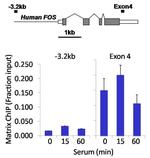 PDGFRA Antibody in ChIP Assay (ChIP)