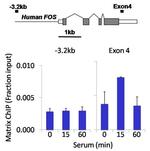 PDGFRA Antibody in ChIP Assay (ChIP)