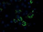 PDHA1 Antibody in Immunocytochemistry (ICC/IF)