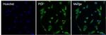 PDI Antibody in Immunocytochemistry (ICC/IF)