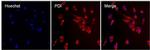 PDI Antibody in Immunocytochemistry (ICC/IF)