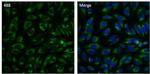 PDI Antibody in Immunocytochemistry (ICC/IF)