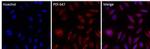 PDI Antibody in Immunocytochemistry (ICC/IF)