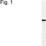 PDI Antibody in Western Blot (WB)