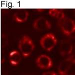 PDI Antibody in Immunocytochemistry (ICC/IF)